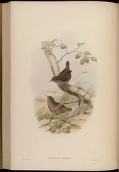 Anorthura formosa = Spelaeornis formosus